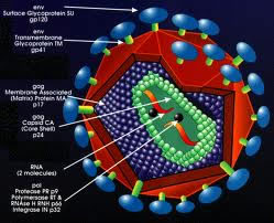 Virus Hiv